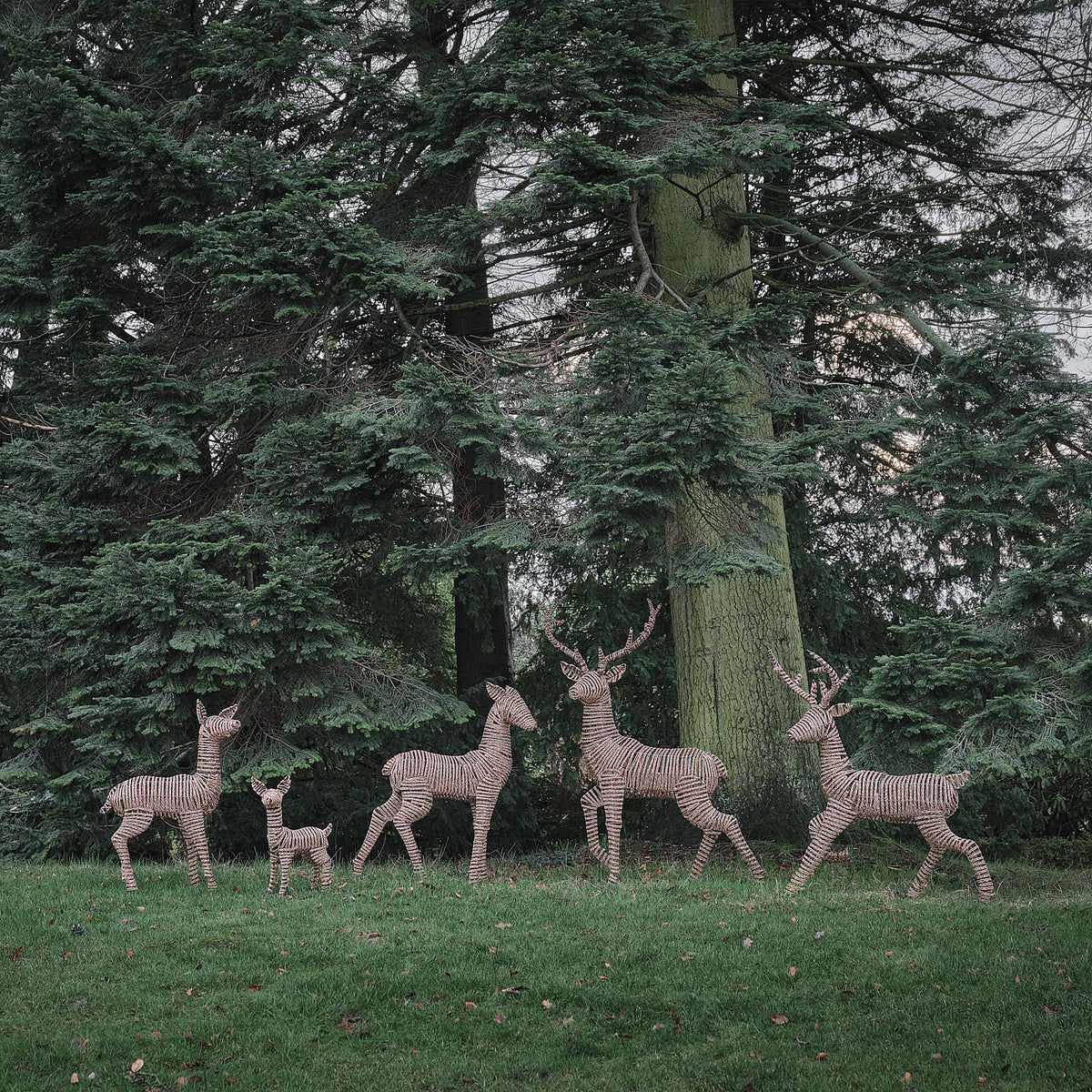 Famille de Rennes Lumineux Pateley en Rotin à LED Bicolores