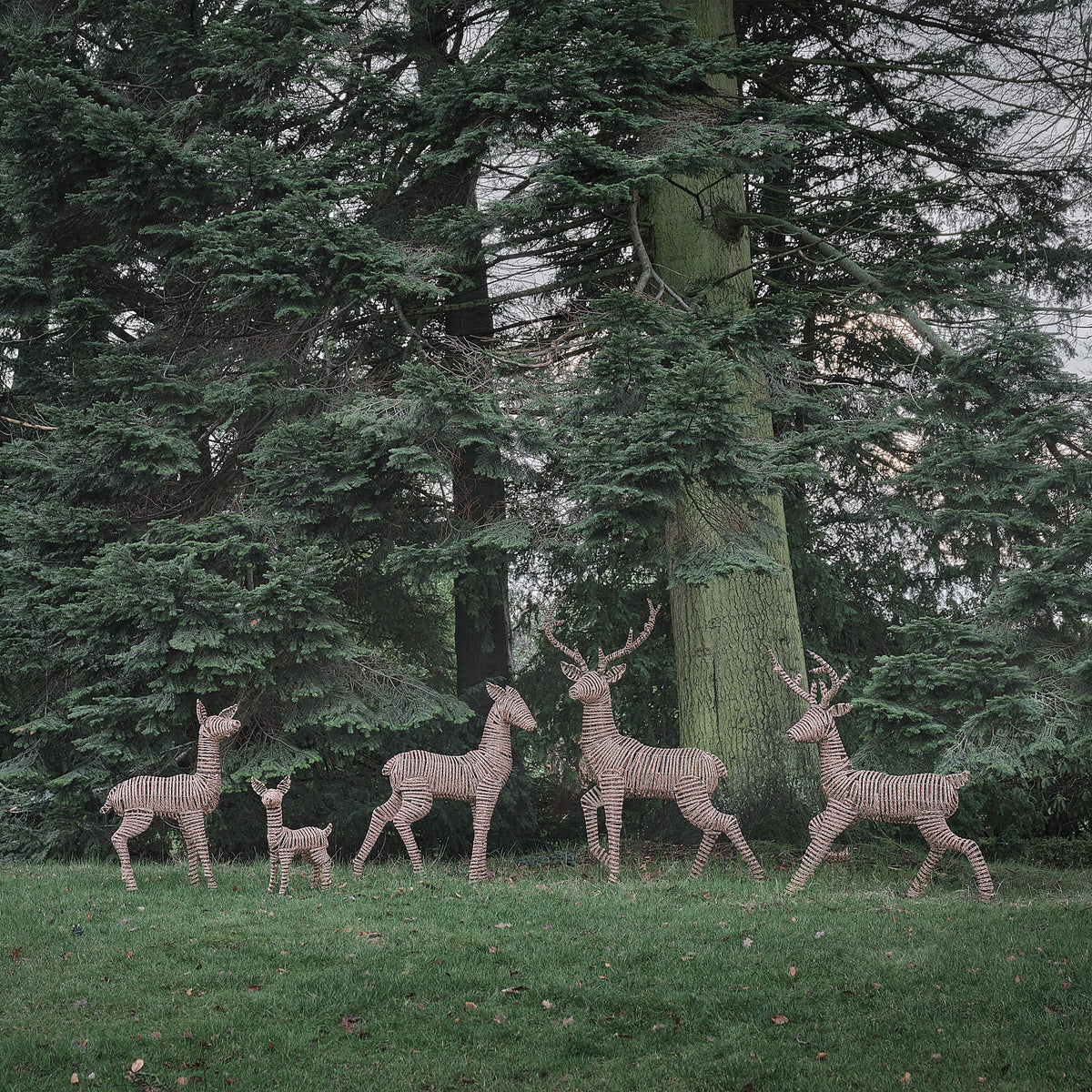 Grande Famille de 5 Rennes Lumineux LED Bicolores en Rotin Noir et Marron