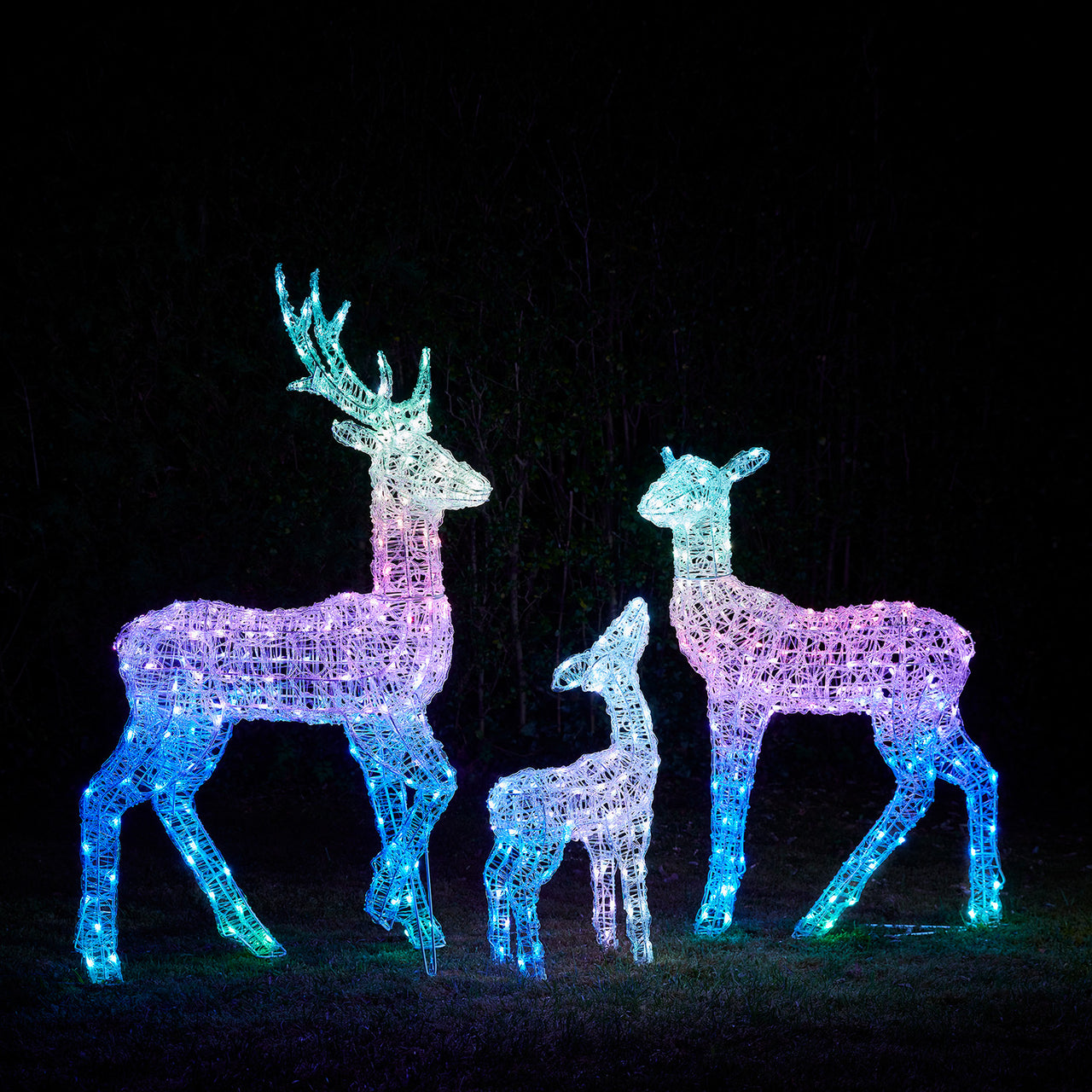 Famille de Rennes Lumineux Connectés Twinkly