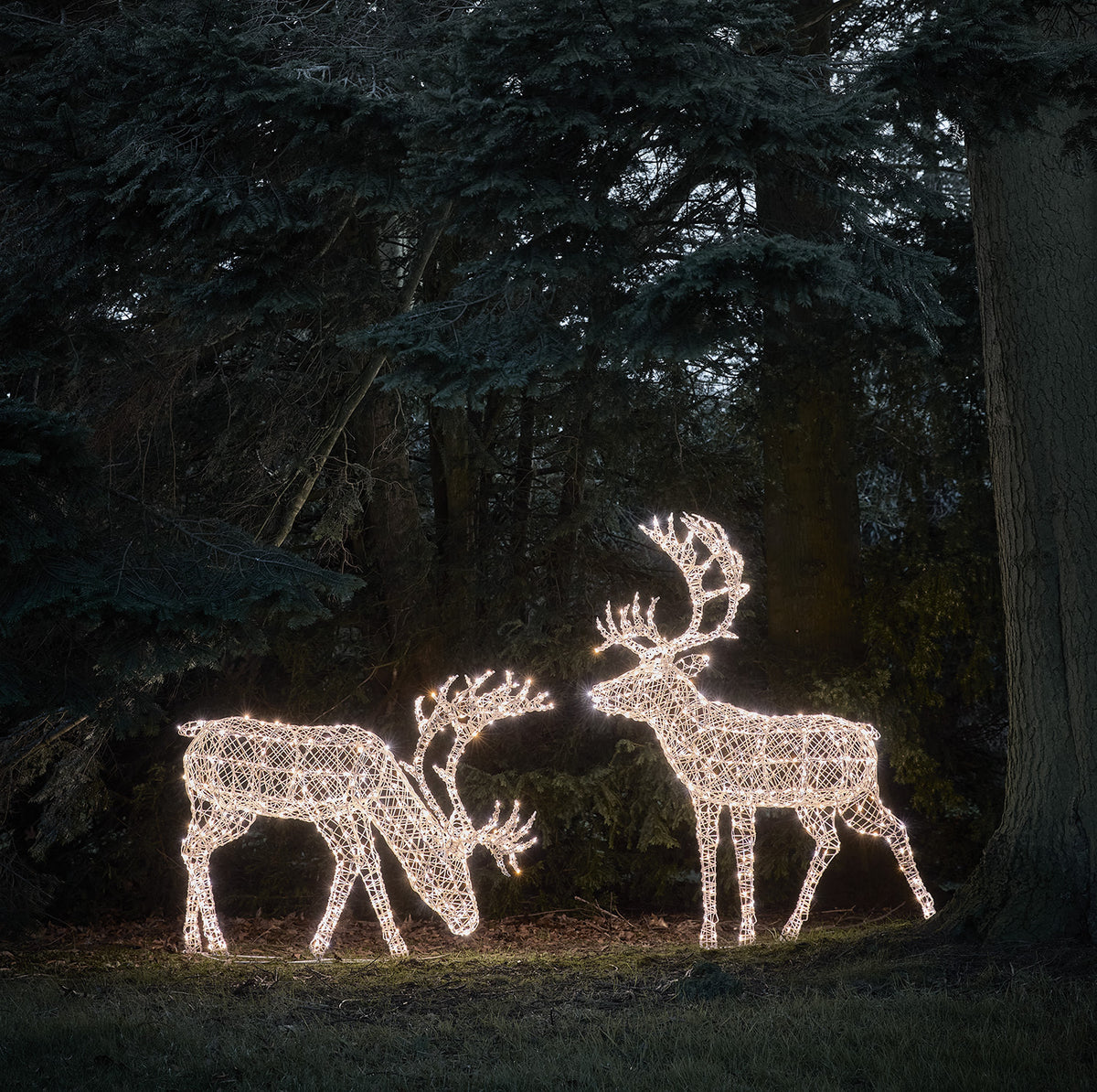 Duo de Grands Rennes de Noël Lumineux Arkendale