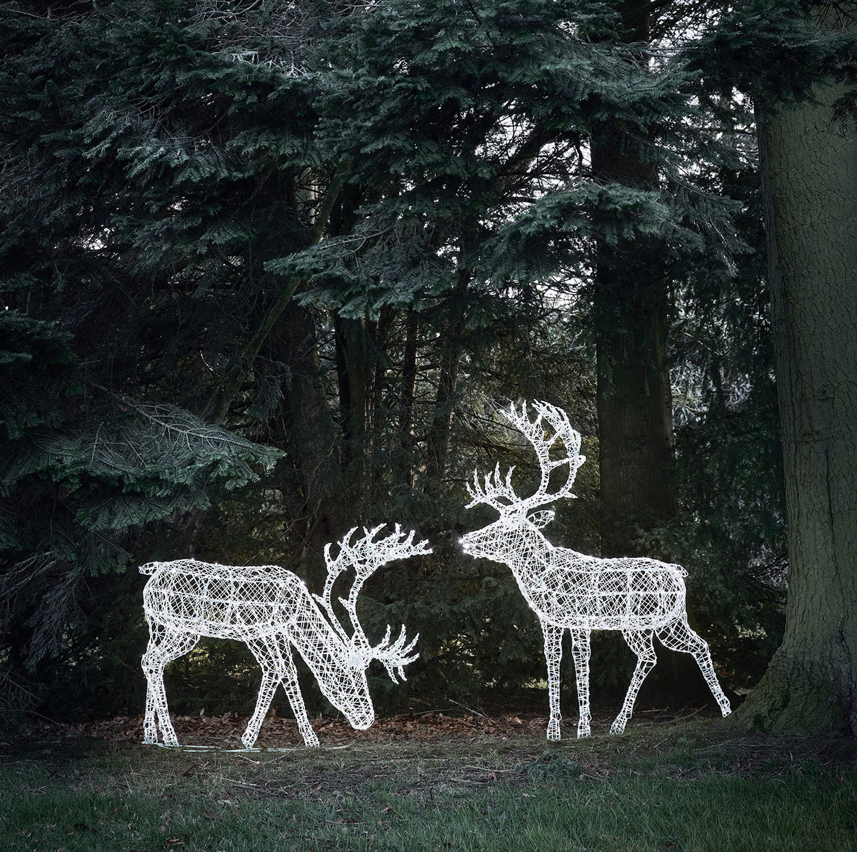 Duo de Grands Rennes de Noël Lumineux Arkendale