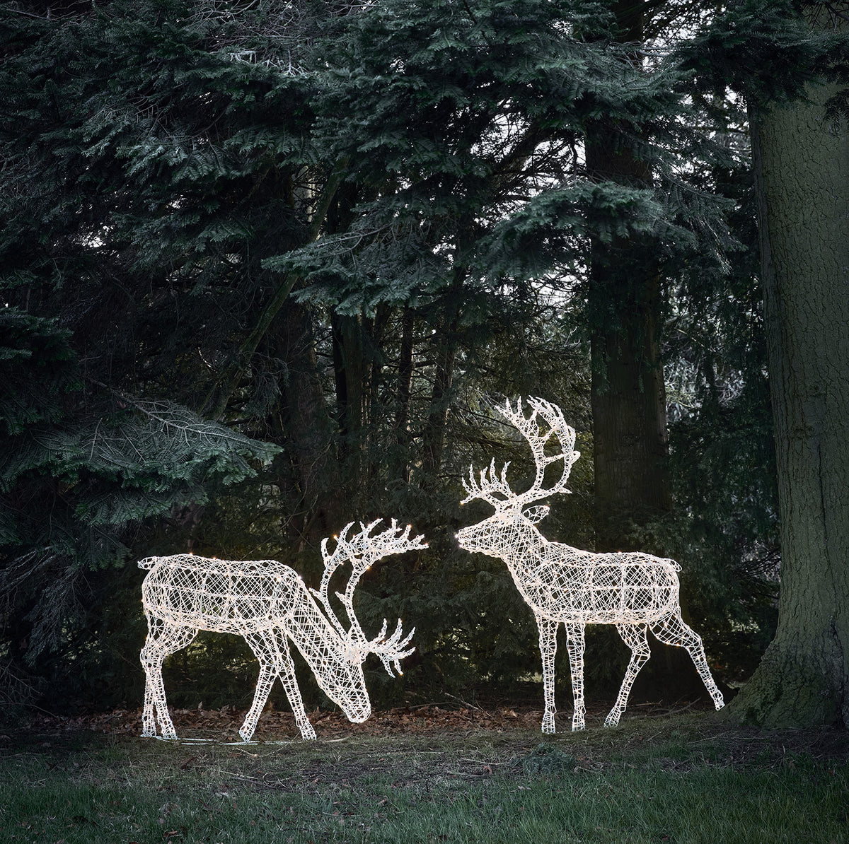 Duo de Grands Rennes de Noël Lumineux Arkendale