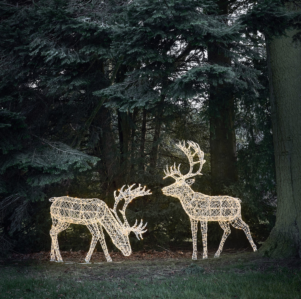 Duo de Grands Rennes de Noël Lumineux Arkendale