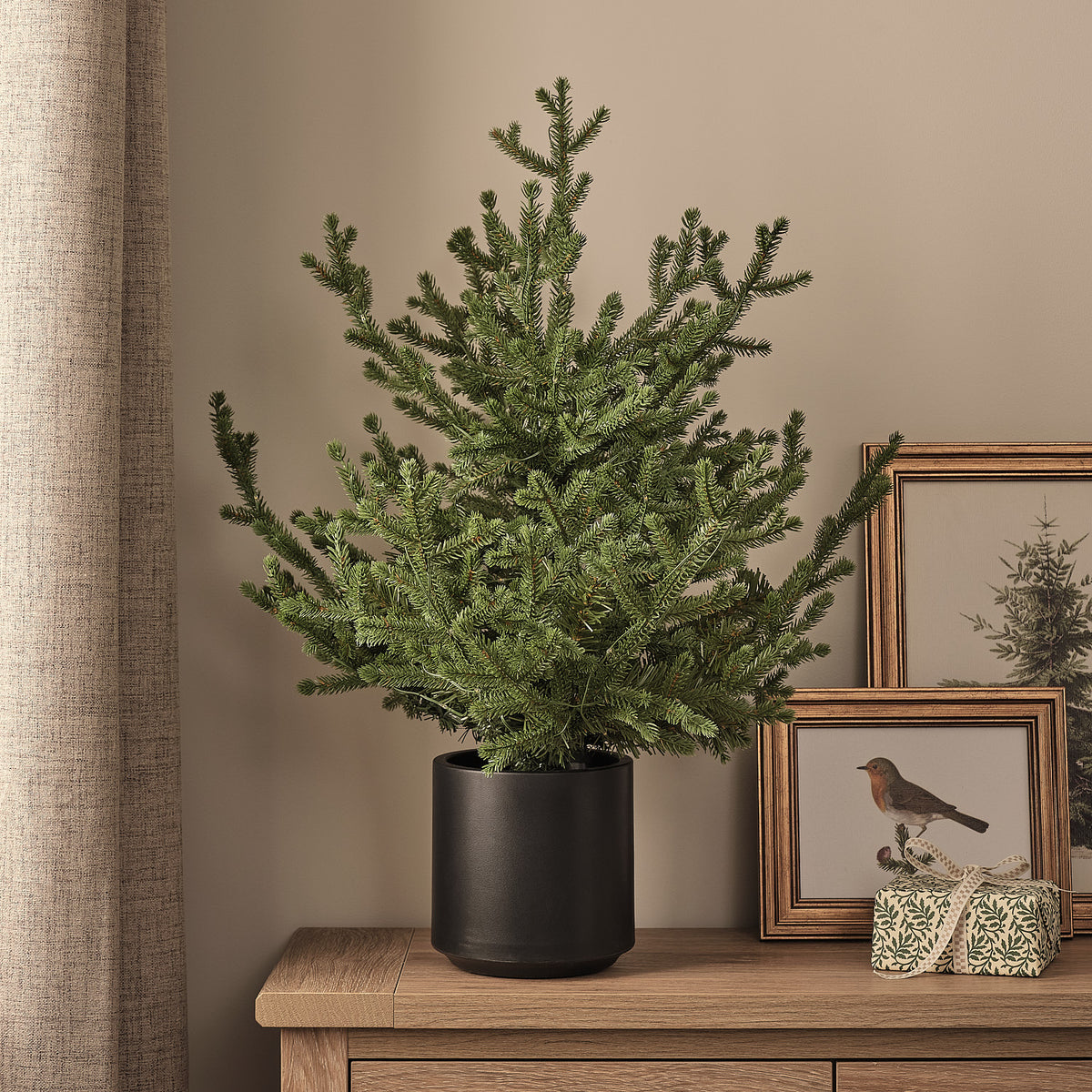 Sapin de Noël d’Extérieur Pré-éclairé en Pot, Feuillage Style Grandis, 60 cm