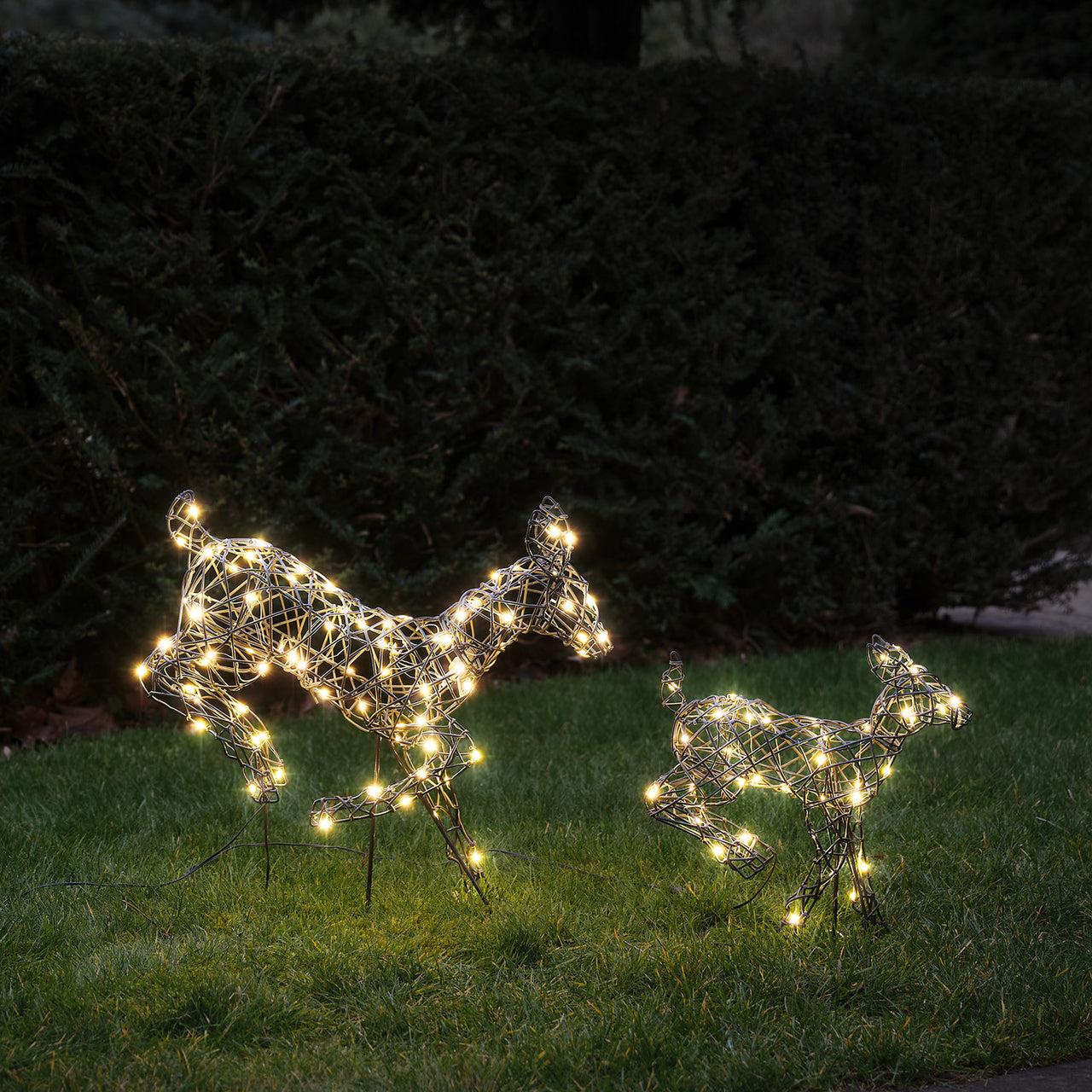 Famille Mini de Rennes Lumineux Sautants Harlow à LED Bicolore